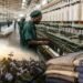 Cotton collapse leaves Nigeria’s N1trn textile market to foreign producers